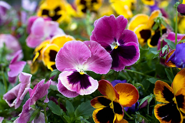 Pansies  pansy photos stock pictures, royalty-free photos & images