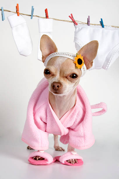 ご自宅で - dog chihuahua pampered pets pets ストックフォトと画像