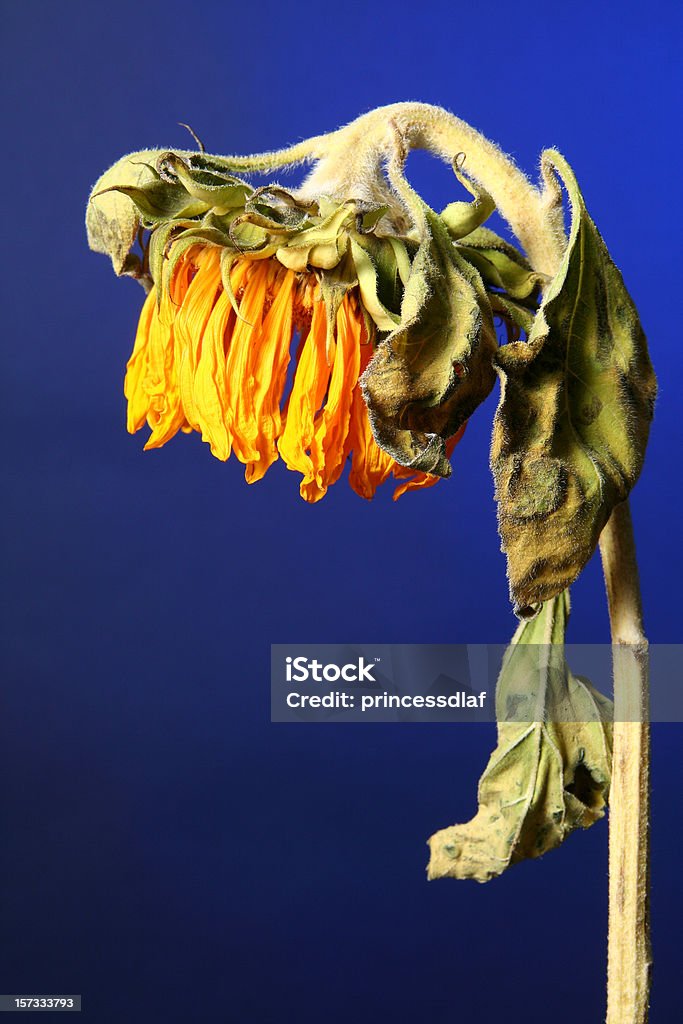 Morrer Girassol - Royalty-free Planta murcha Foto de stock