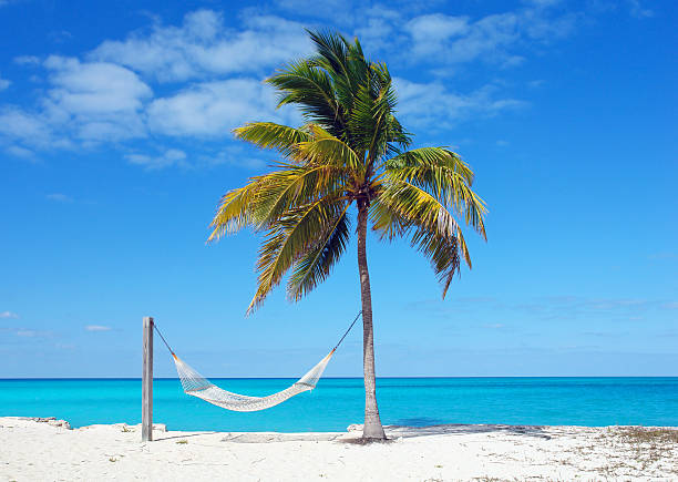 Hammock at the Beach in Bahamas with Palm Tree stock photo