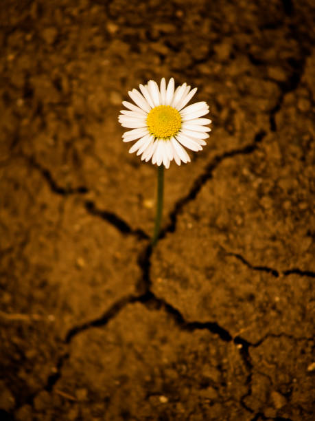 Arid soil with space for text. Overgrown thorn and its shadow coming out of the soil. Clear blue sky.