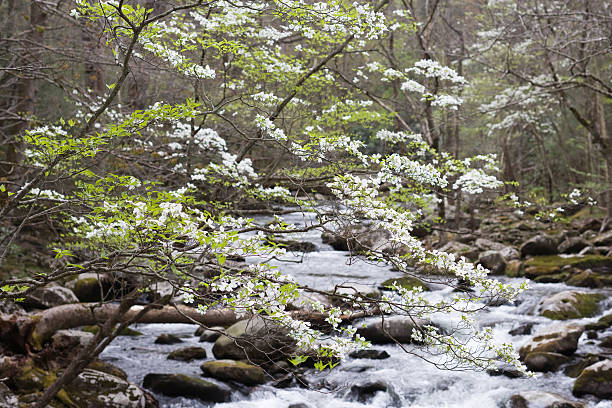 cornus tempo no the smokies - eternity spirituality landscape rock - fotografias e filmes do acervo