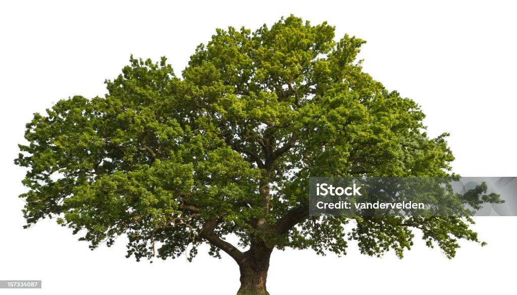 Isolierte Sommer Oak - Lizenzfrei Eiche Stock-Foto