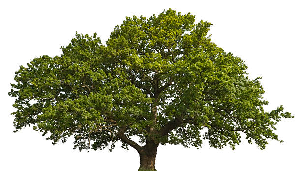 выделение летний oak - oak tree фотографии стоковые фото и изображения