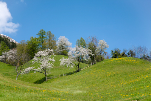 Spring landscape of cherries covered with flowers and green leaves.