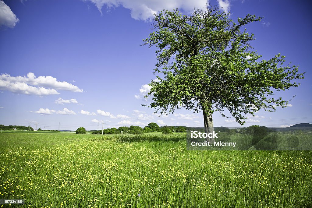 美しい夏の風景 - 草地のロイヤリティフリーストックフォト