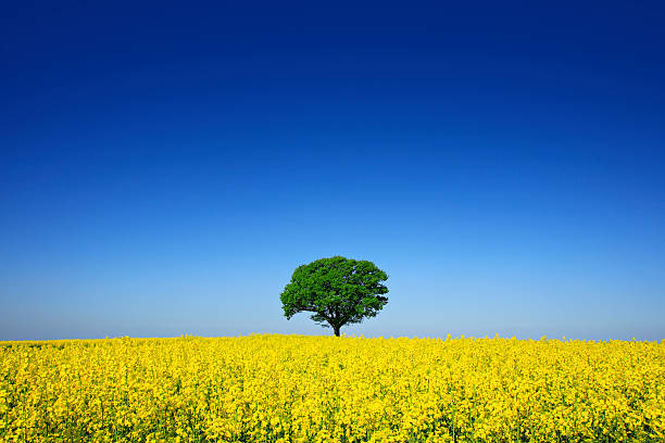 Free Stock Photo of Lone Tree in Field of Yellow Flowers | Download ...