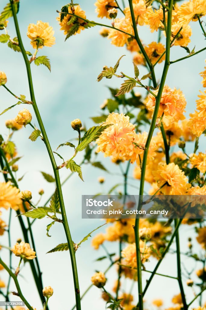 Frühling Blumen - Lizenzfrei Abstrakt Stock-Foto