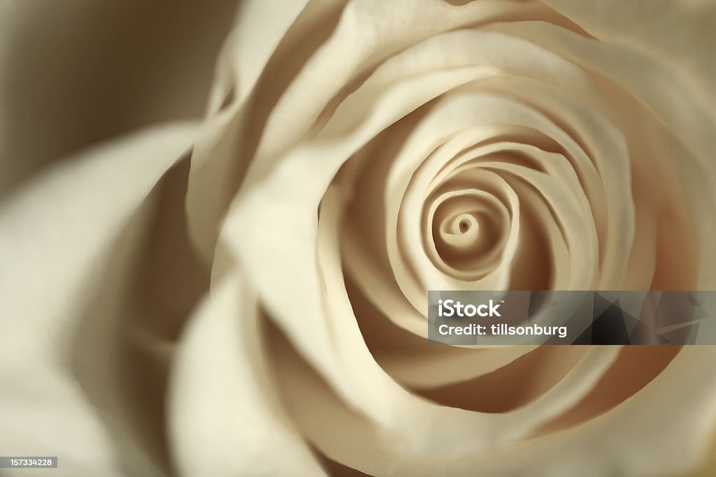 White rosa - Foto de stock de Amor - Sentimiento libre de derechos