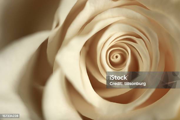 Rosa Branca - Fotografias de stock e mais imagens de Amor - Amor, Beleza natural, Cena de tranquilidade