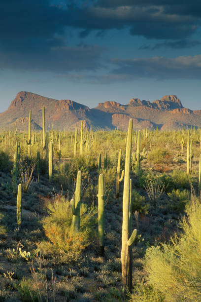 istock Saguaro Cactus in Sonoran Desert and Mountains 157334241