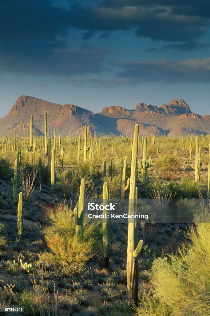 Cacto Saguaro no deserto de Sonora e as montanhas - Foto de stock de Arizona royalty-free