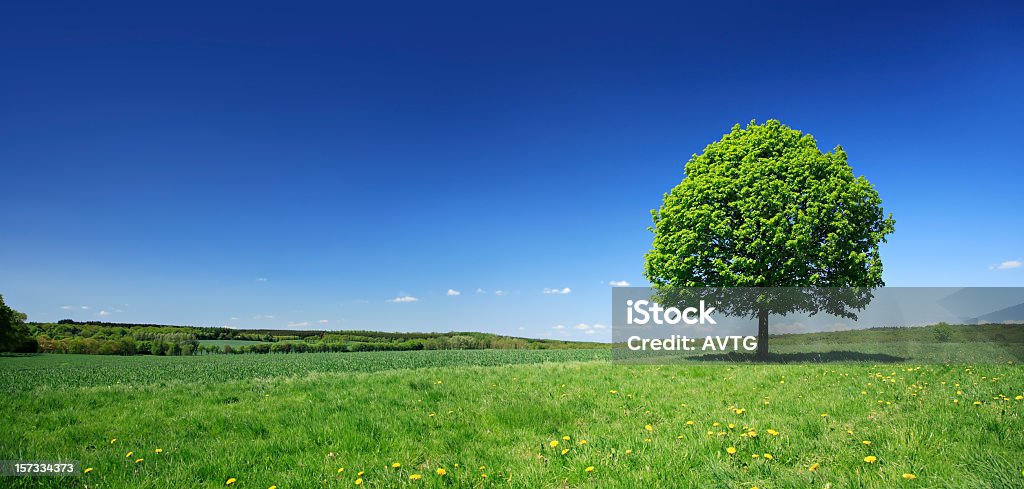 Lime Tree auf Löwenzahn Wiese in frischen, bunten Frühling Landschaft - Lizenzfrei Einzelner Baum Stock-Foto