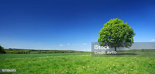 Lime Tree Auf Löwenzahn Wiese In Frischen Bunten Frühling Landschaft Stockfoto und mehr Bilder von Einzelner Baum