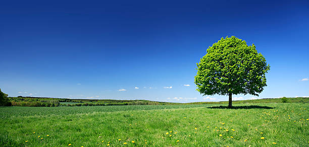 limero el diente de león prado en paisaje de primavera fresca de colores - summer solitary tree environment spring fotografías e imágenes de stock