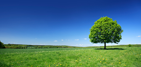 single tree on a grassy hill and blue sky with clouds, forest in the background.