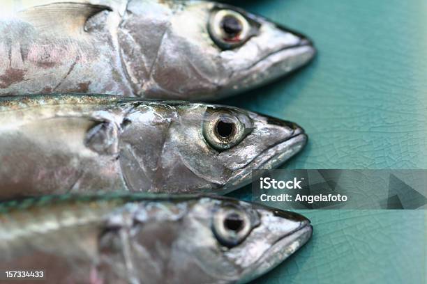 Raw Meckerel On Blue Background Stock Photo - Download Image Now - Anatomy, Blue, Bluefish