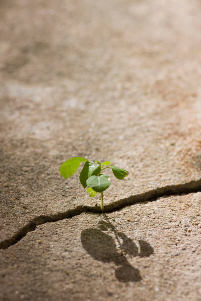 istock Young plant growing in a crack on a concrete footpath. 157334458