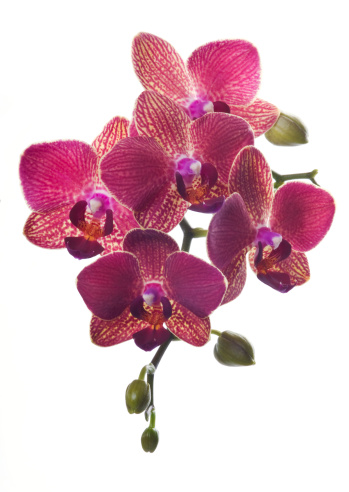 Bunch of luxury Magenta orchid flowers isolated on white background.