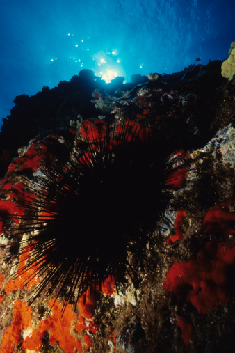 Giant black sea urchin