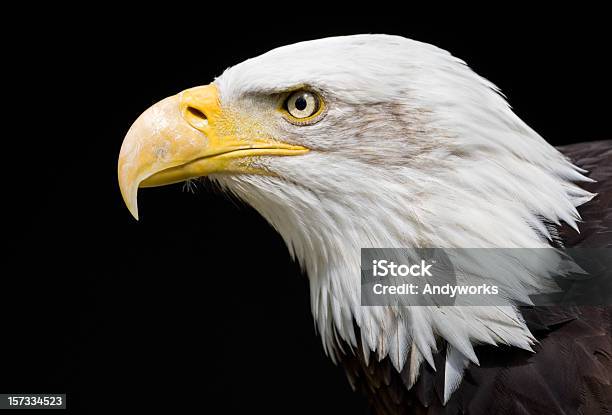 Majestic Bald Eagle Stockfoto und mehr Bilder von Weißkopfseeadler - Weißkopfseeadler, Porträt, Schwarzer Hintergrund