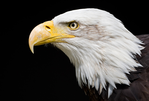 CLOSE UP, PORTRAIT: Profile of a bald eagle with striking yellow hooked beak and sharp gaze. Incredible experience of getting up close and personal with a majestic wild bird of prey at falconry centre