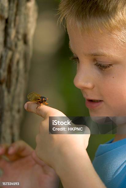 Young Boy Examinar Un Insecto Cigarra Foto de stock y más banco de imágenes de Cigarra - Hemíptero - Cigarra - Hemíptero, Niño, Aire libre