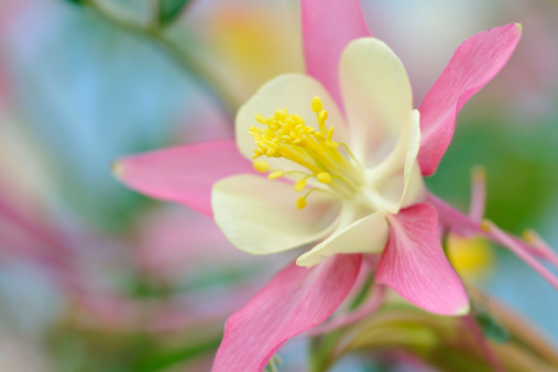 Columbine with white and pink petals and yellow stamen