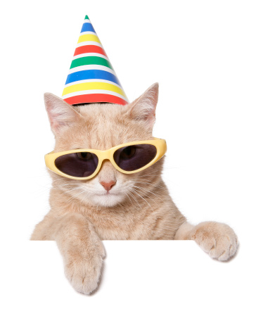 Cat in sunglasses and party hat peeking out of a blank sign, isolated on white. You can add extra white space with your message to the bottom.