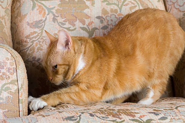 Tabby cat scratching a chair stock photo