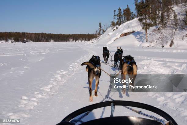 Slitte Trainate Da Cani Nel Circolo Polare Artico - Fotografie stock e altre immagini di Canada - Canada, Cane, Nord