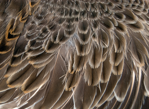 A close up image of a Snipe Wing. The feathers are tightly packed together and look soft to the touch. They are brown and white and very textured. The feathers are all different sizes starting with small ones at the top filtering down to larger ones at the bottom. Cool design