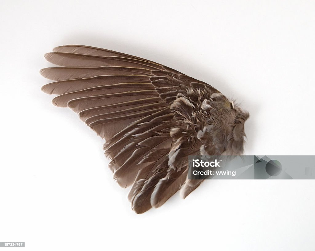 Pássaro Wing Close-up - Foto de stock de Animal royalty-free