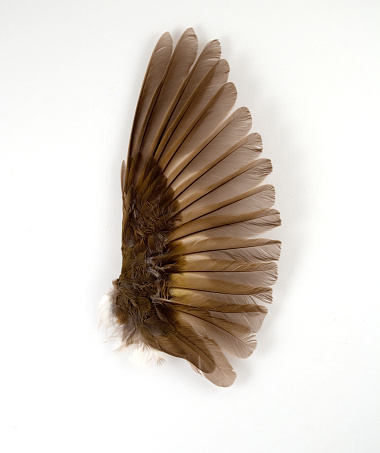 The colors of a House Sparrow wing on a white background with copy space.