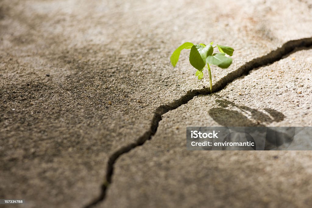 Young plant growing in a crack on a concrete footpath. A tiny delicate shoot of a plant grows out from an inhospitable crack on a concrete path, struggling to survive and grow in the harsh conditions that it has taken root. Great survival, hope and and adversity concept. Good useable copy space also with shallow focus on the seedling.  Concrete Stock Photo