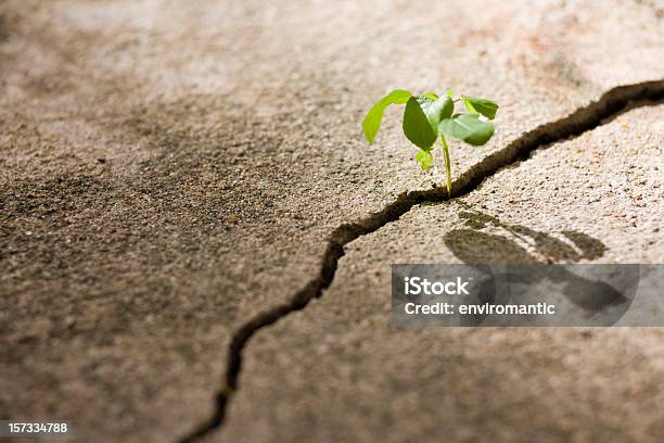 Young Plant Growing In A Crack On A Concrete Footpath Stock Photo - Download Image Now