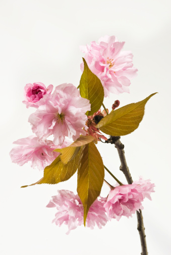 Studio shot of fresh pink cherry flowers with branch and leaves isolated on white background.