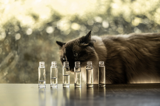 10 ML tall clear glass bottle essential oil vial pack of 6 with water in them and nemo the siamese rag doll cat smelling