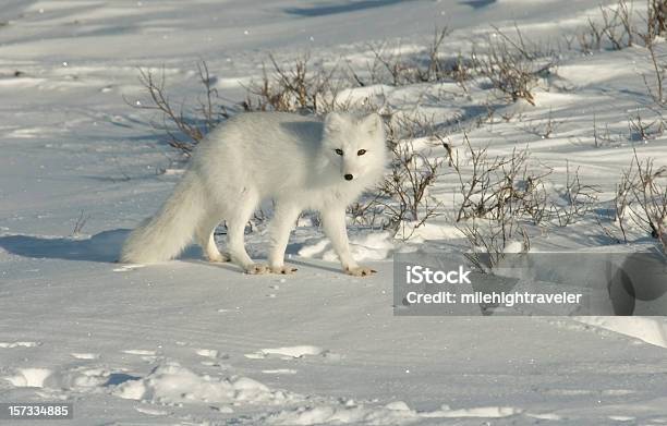 Arctic Fox On Snow Covered Tundra Near Hudson Bay Stock Photo - Download Image Now - Arctic Fox, Arctic, Canada