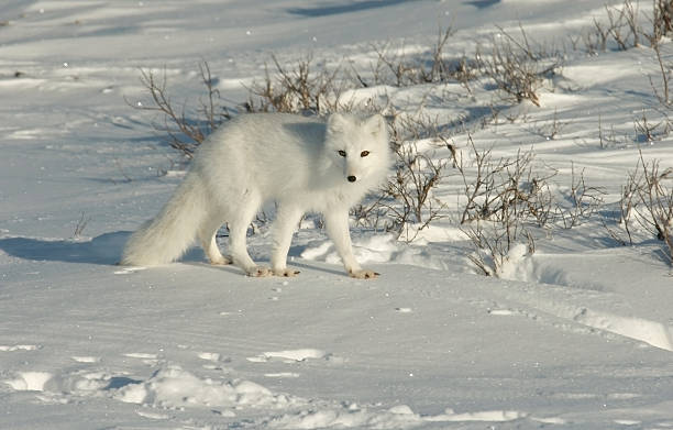 raposa polar na neve coberta de tundra perto de hudson bay - arctic manitoba churchill manitoba canada - fotografias e filmes do acervo