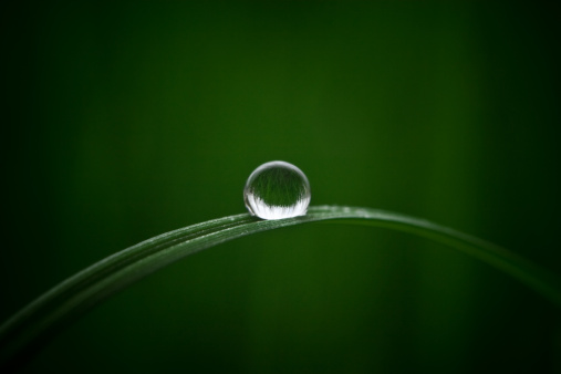 Fresh spring grass with water drops. Natural Defocused Abstract Background