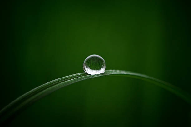 Water drop Water drop on grass blade dew stock pictures, royalty-free photos & images