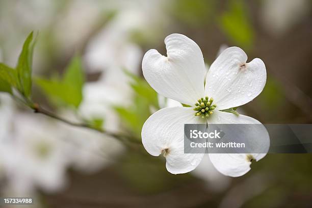 Dogwoods En Las Montañas Humeantes Xxl Foto de stock y más banco de imágenes de Cornus - Cornus, Flor, Blanco - Color