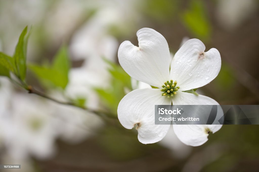 Dogwoods 있는 Smoky Mountains (XXL - 로열티 프리 층층나무 스톡 사진