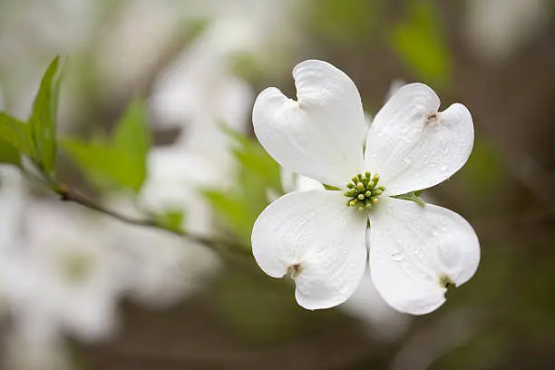 Photo of Dogwoods in the Smoky Mountains (XXL)