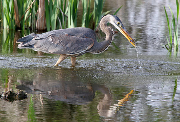 blue heron wading in marsh catches small fish in beak