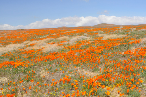 Namaqualand spring landscape near Concordia in the Northern Cape Province of South Africa.