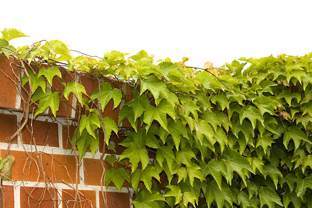 Plant climbing on wall Wall covered with a Boston Ivy Boston Ivy stock pictures, royalty-free photos & images