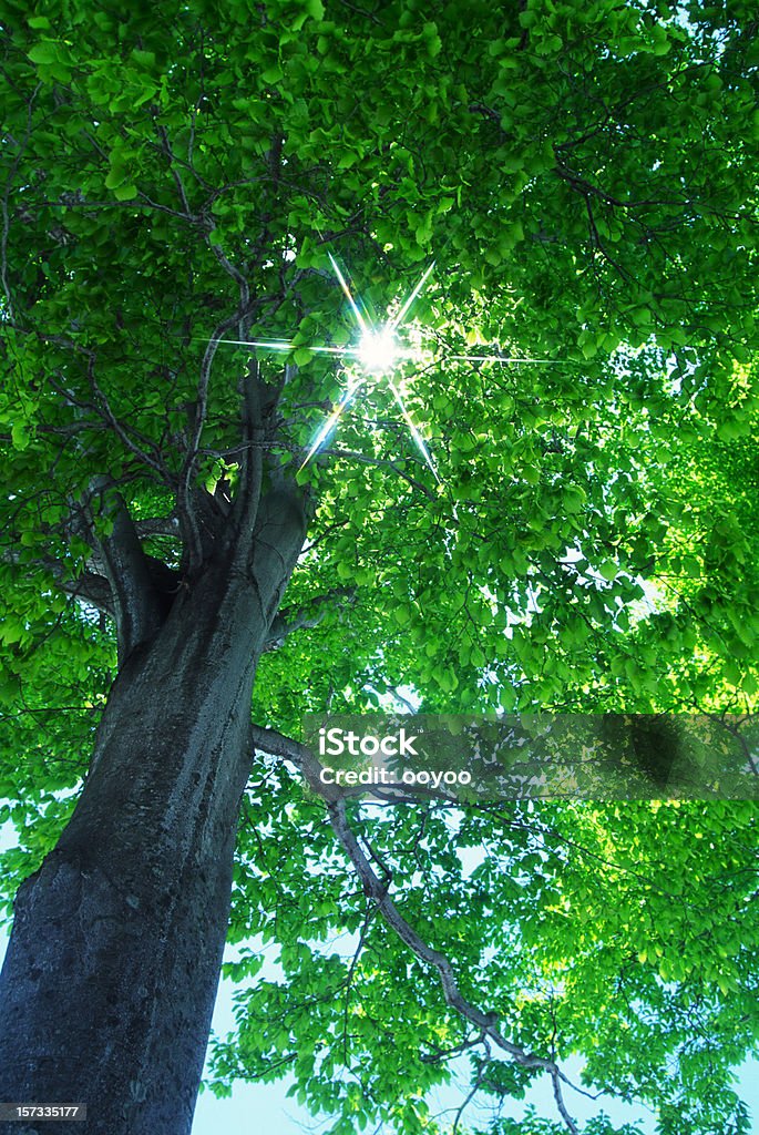 Árbol de haya - Foto de stock de Naturaleza libre de derechos