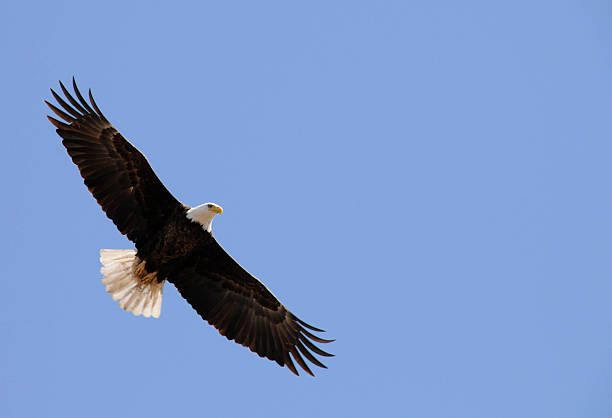 istock American Bald Eagle Flight, Freedom, Flying In Clear Blue Sky 157335180